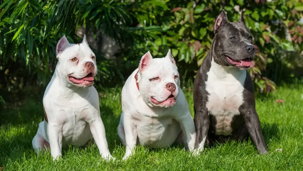 O que é um criador de American Staffordshire Terrier