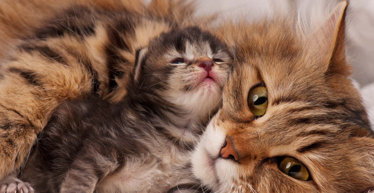 As melhores rações para gatos filhotes