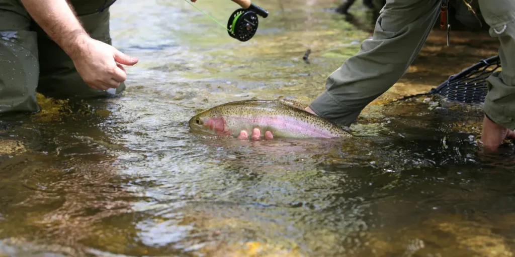 Qual é o objetivo da pesca esportiva