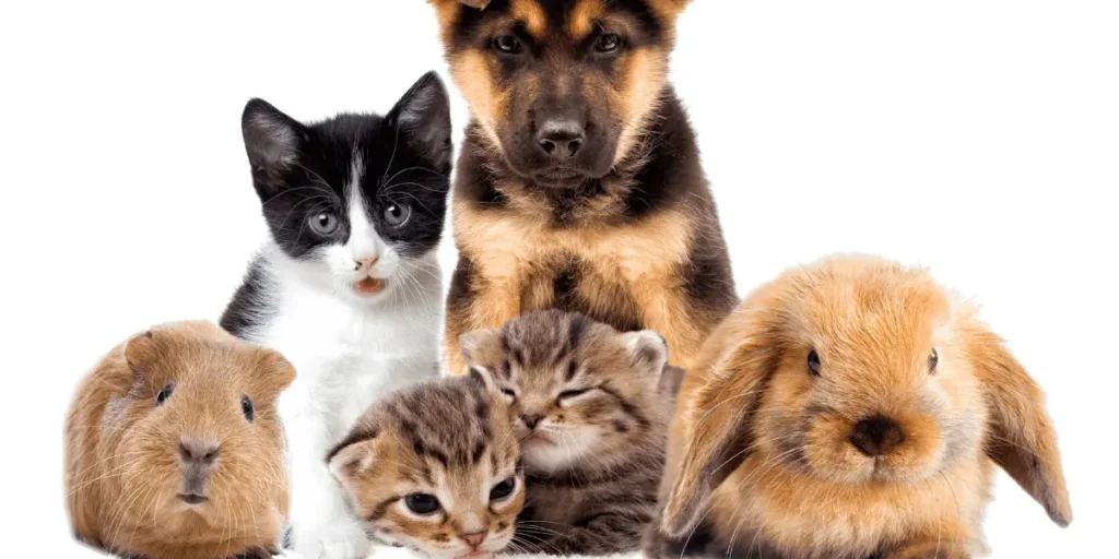 Animais de estimação e encanamento