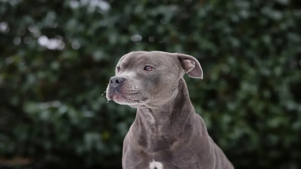 Onde comprar filhote legítimo de Amstaff de linhagem